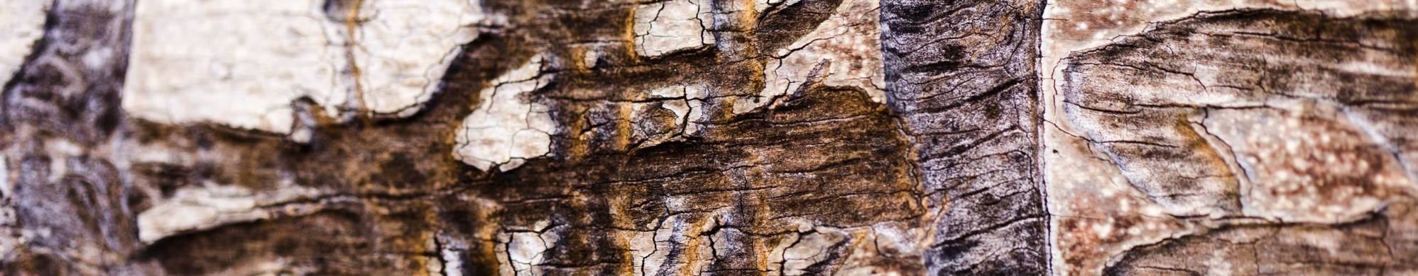 Bois attaqué par des scolytes © Freepik