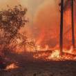 Feu de foret AFFEC